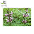 Clear heat and regulate menses motherwort extract leenurus heterophyllus extract leonurine powder 10:1 20:1 30:1